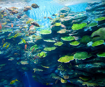 有鱼的珊瑚波浪海洋生物海水蓝色宠物荒野海浪动物热带勘探图片