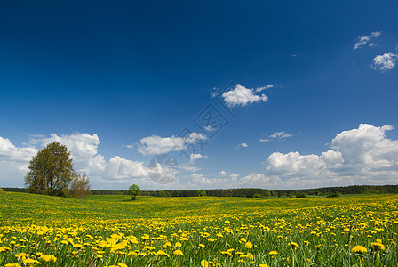 春天风景晴天花朵绿色乡村地平线活力场地草地团体水平图片