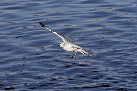 飞行海鸥黑头笔尖翅膀乌鸦航班图片
