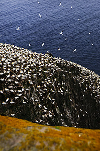 圣玛丽角生态鸟类保护区的甘奈茨栖息避难所海岸海洋鸟岩丘陵风景嵌套殖民地动物图片