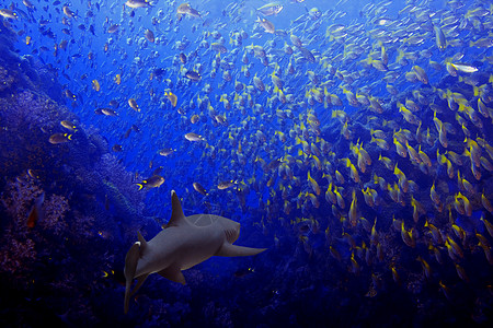 白叶动物热带浅滩蓝色白鳍风景珊瑚潜水学校海洋图片