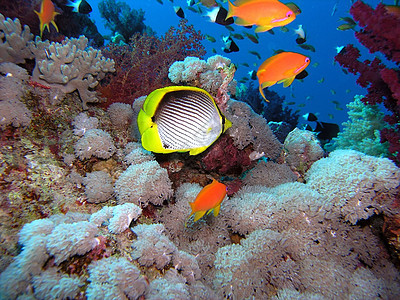 鱼浅动物荒野野生动物动物群潜水浮潜植物生活浅滩珊瑚图片