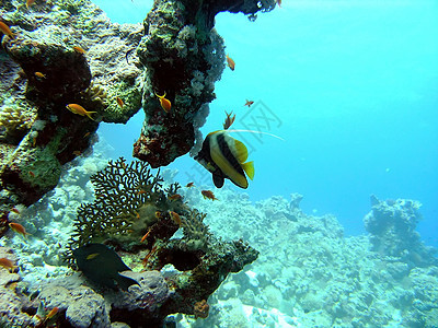 珊瑚现场荒野浅滩浮潜野生动物呼吸管动物群植物植物群生活潜水图片