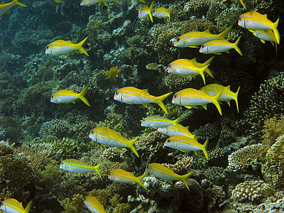 鱼浅珊瑚反射呼吸管植物群植物野生动物浮潜动物荒野浅滩图片
