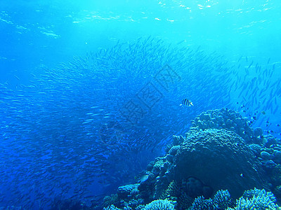 鱼浅动物群生活浅滩动物植物珊瑚野生动物潜水员浮潜反射图片