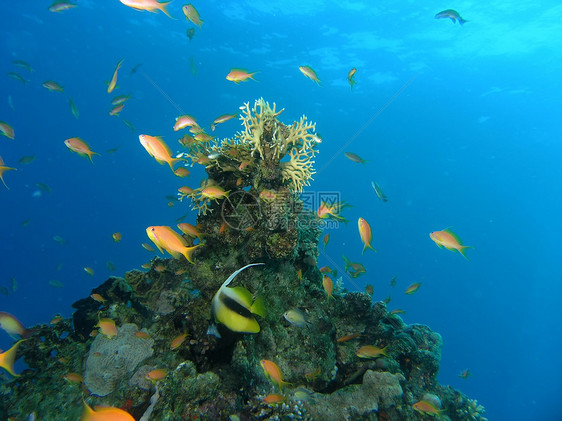 鱼浅植物群荒野动物群呼吸管珊瑚野生动物浅滩潜水员动物潜水图片