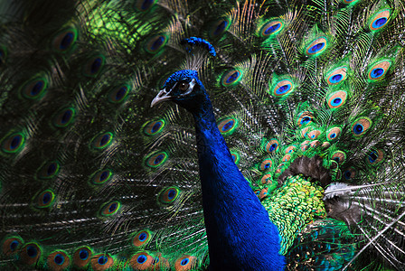 印度皮禽野生动物孔雀绿色蓝色鸟类羽毛尾巴图片