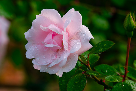 雨后玫瑰宏观粉色图片