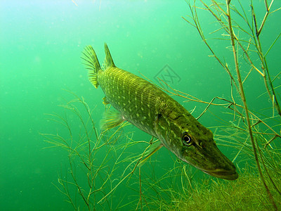 派卡浮潜生活照片绿色荒野植物野生动物动物树叶呼吸管图片