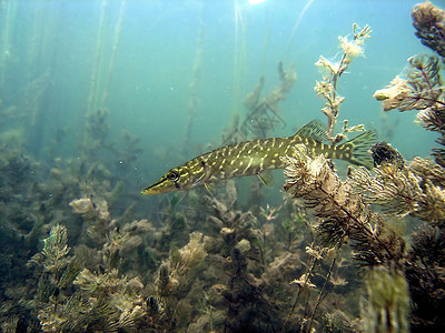 派卡照片绿色浮潜植物树叶荒野动物群植物群动物野生动物图片