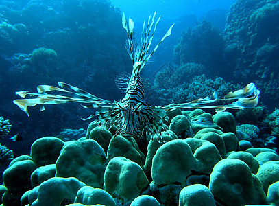 海狮鱼呼吸管植物潜水员动物浮潜珊瑚动物群潜水野生动物浅滩图片