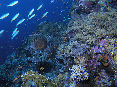鱼浅树叶动物群野生动物浮潜潜水植物冒险珊瑚动物呼吸管图片