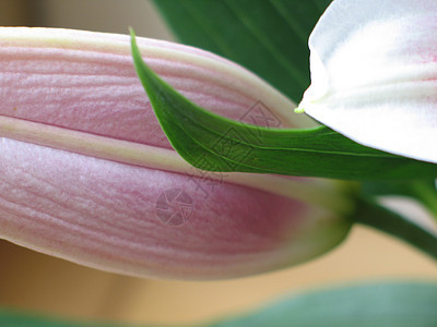 粉红花贴近花粉生长雌蕊叶子百合花冠花萼花瓣女性男性图片