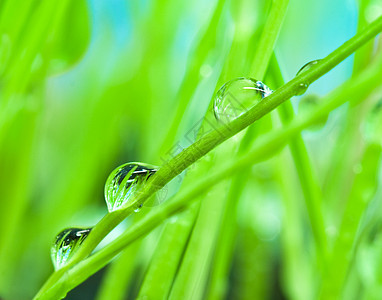 以绿草为背景的宏观上午露珠晨露植物环境保护反射绿色草地气候浅绿色草本植物水滴图片