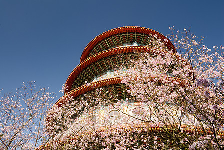 带有塔塔的樱桃农业蓝色植物花朵寺庙天空花园植物群季节李子图片