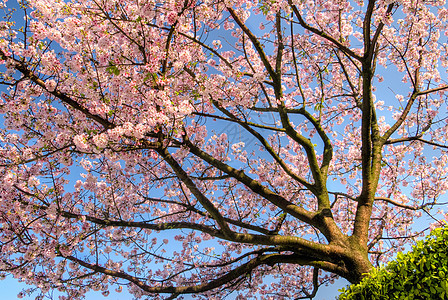 樱桃天空樱花场景风景植物学花园植物群季节花朵花瓣图片