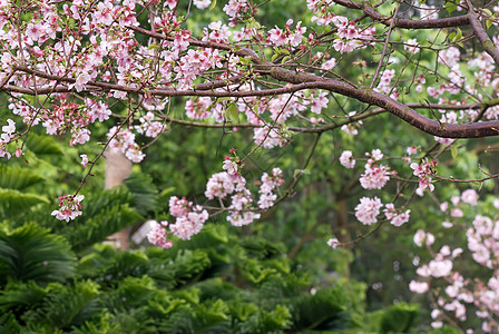 樱桃花朵植物叶子场景花瓣李子植物群季节花园风景图片