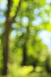 绿色背景植物森林阳光绿色植物晴天木头植物群活力树木生活图片