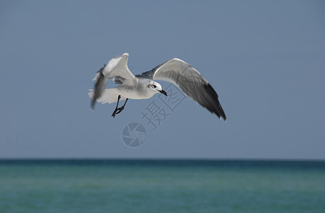 飞轮动物天空蓝天海洋航班地平线翅膀飞行笑鸥海鸥图片