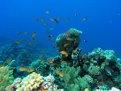 鱼浅动物浮潜植物潜水植物群反射野生动物冒险浅滩荒野图片