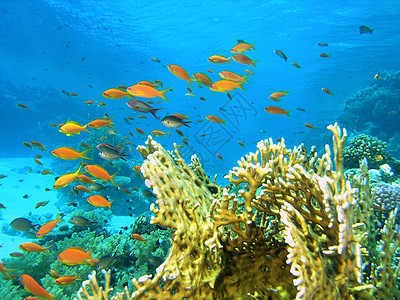 鱼浅荒野动物潜水呼吸管浮潜冒险植物浅滩反射珊瑚图片
