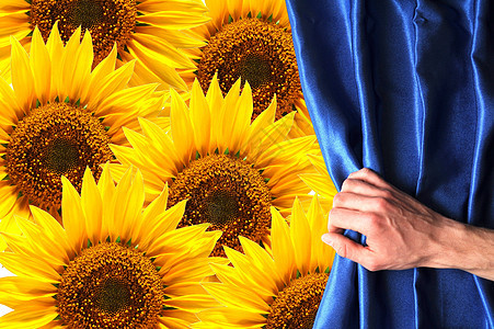 花朵窗帘卡片生日雏菊蓝色太阳窗户季节向日葵叶子图片