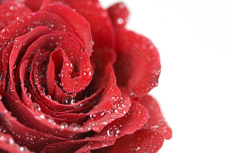 玫瑰芽飞沫玫瑰照片热情礼物美丽花瓣红色植物图片