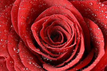 玫瑰芽礼物花瓣红色玫瑰照片植物飞沫美丽热情图片