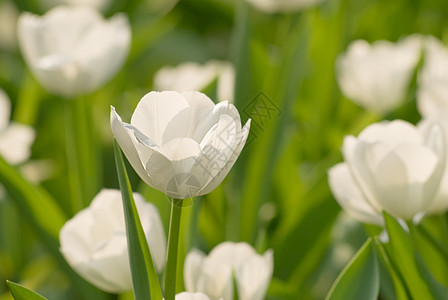 Tullip 郁金场地公园乐趣植物群花园植物季节牧歌明信片花瓣图片