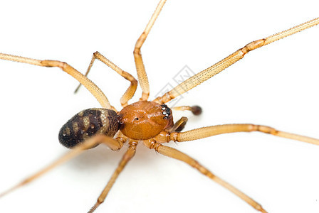 蜘蛛昆虫漏洞动物背景图片
