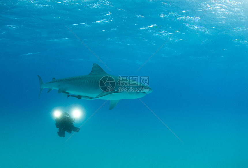 老虎鲨鱼的摄影师图片