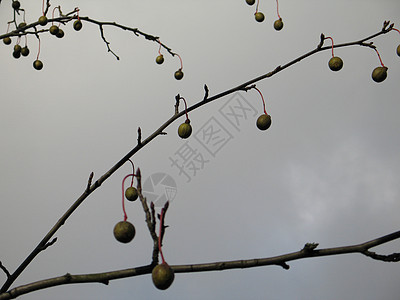 树上的果实生长采摘坚果水果灰色天空分支机构背景图片