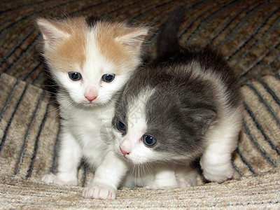 两只小猫宠物图片
