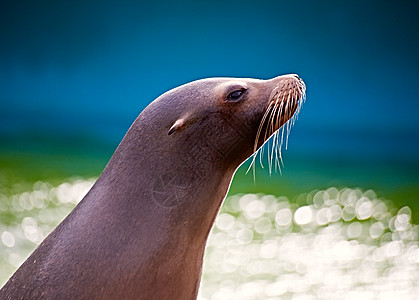 海狮狮子哺乳动物游戏野生动物海豹表演动物园马戏团图片