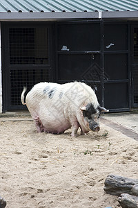 大肥猪眼睛尾巴哺乳动物火腿农场国家工作室耳朵公猪农业图片