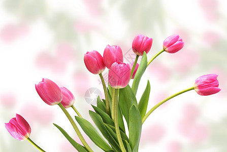 粉色郁金花收藏花朵静物照片植物群白色花束树叶插花背景图片
