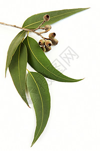 树胶叶口香糖植物胶树照片橡皮糖白色桉树坚果绿色背景图片