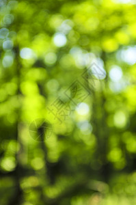 绿色背景森林木头植物植物群叶子活力树木生活晴天绿色植物图片