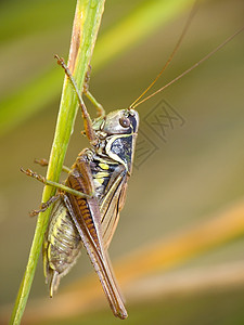 板球昆虫绿色动物宏观鳞翅目野生动物图片