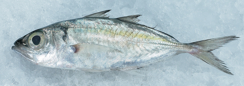 鱼熟鱼健康饮食水平海鲜生活方式市场食物图片