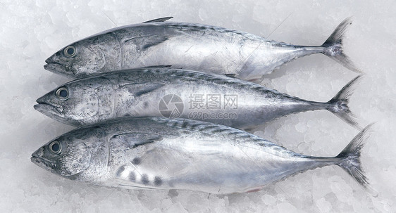 新鲜鱼生活方式白肉市场食物水平健康饮食海鲜图片