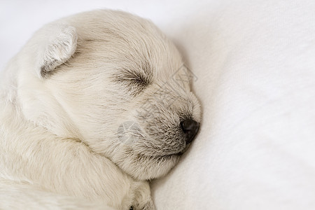 睡小狗毛皮新生婴儿宠物犬类哺乳动物垃圾生活白色动物图片