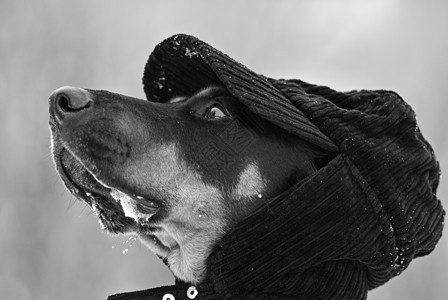 流行狗狗白色动物围巾拟人化猎犬宠物哺乳动物人性化食肉帽子图片