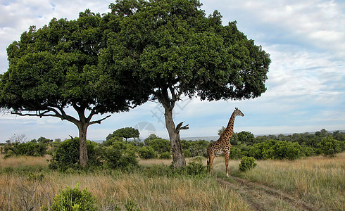 春年花开2005年春肯尼亚 非洲和非洲的详情哺乳动物青年宝贝动物食物部落大草原冒险公园天空背景