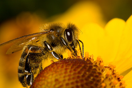 蜜蜜蜂收集花蜜图片