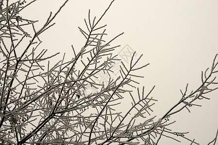 冬季风景月亮季节叶子背景图片