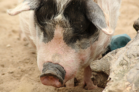 猪眼睛稻草草地哺乳动物农业耳朵尾巴猪肉国家鼻子图片