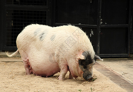 猪农业熏肉国家牧场火腿尾巴草地眼睛哺乳动物农场图片