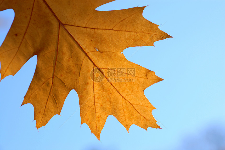 秋橡叶蓝天生态橡树叶背景橡木森林黄色图片
