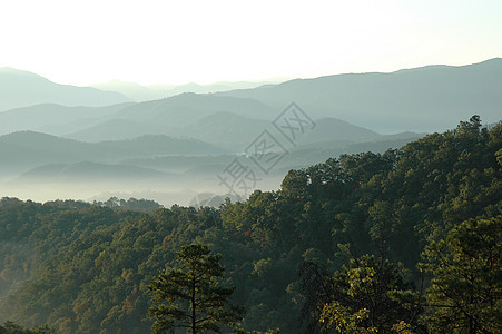 山林树顶图片